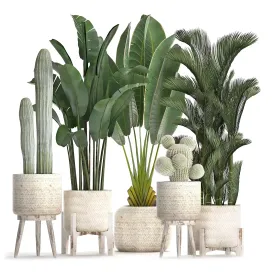 Collection of plants in white modern baskets